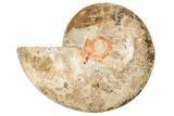 Choffaticeras (Daisy Flower) Ammonite Half - Madagascar #191241-2